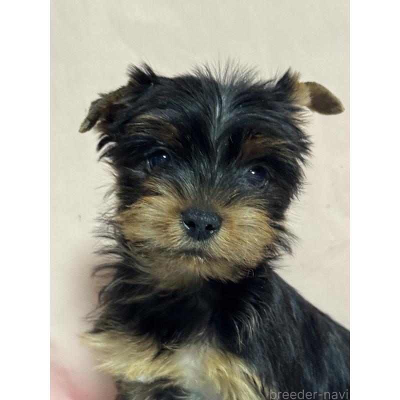 販売中の広島県のヨークシャーテリア-434117の4枚目