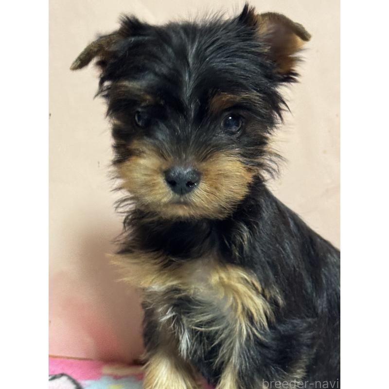 販売中の広島県のヨークシャーテリア-434117の3枚目