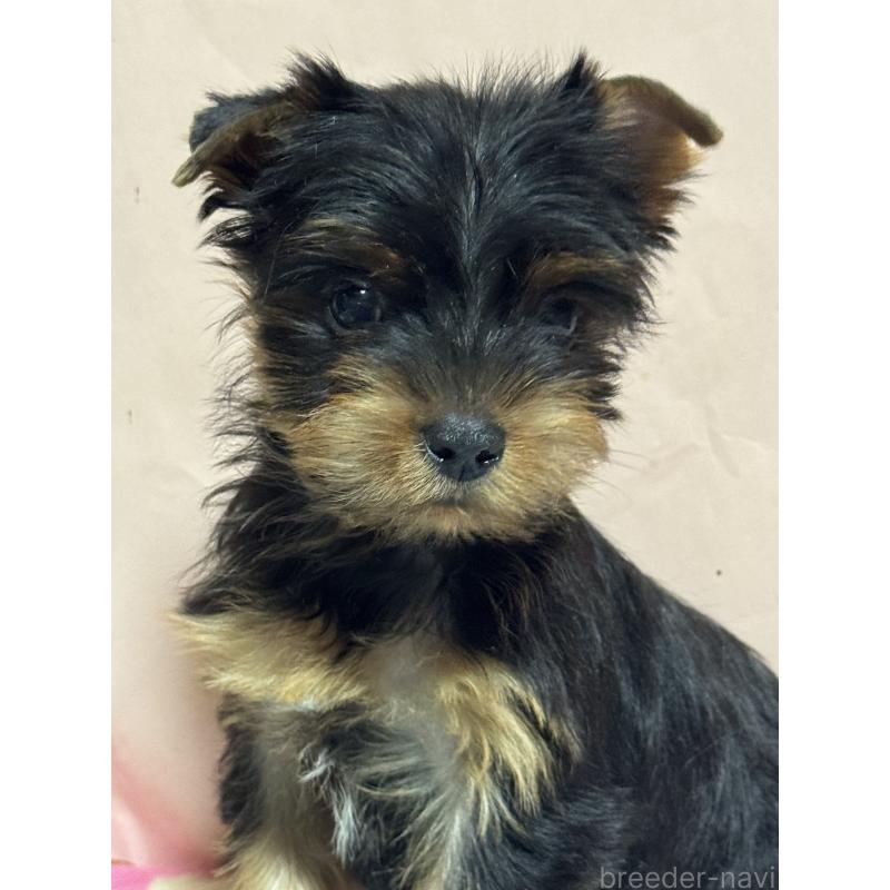 販売中の広島県のヨークシャーテリア-434117の2枚目