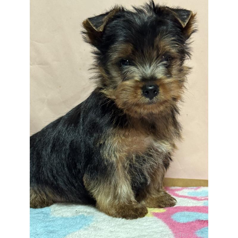 販売中の広島県のヨークシャーテリア-434118