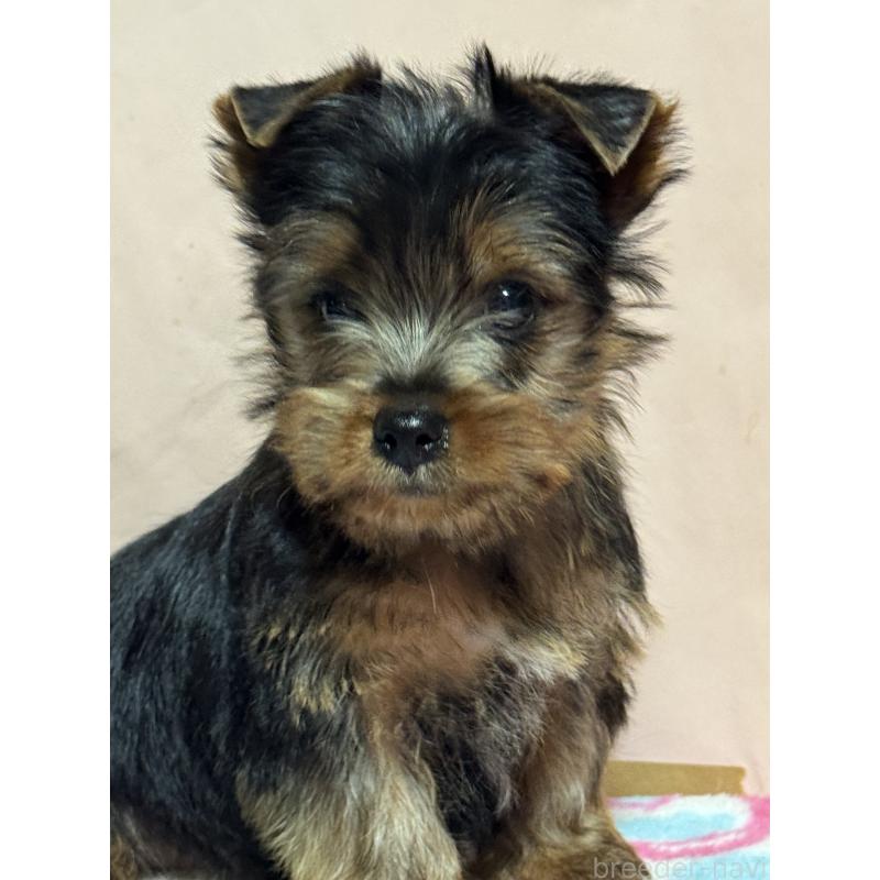 販売中の広島県のヨークシャーテリア-434118の4枚目