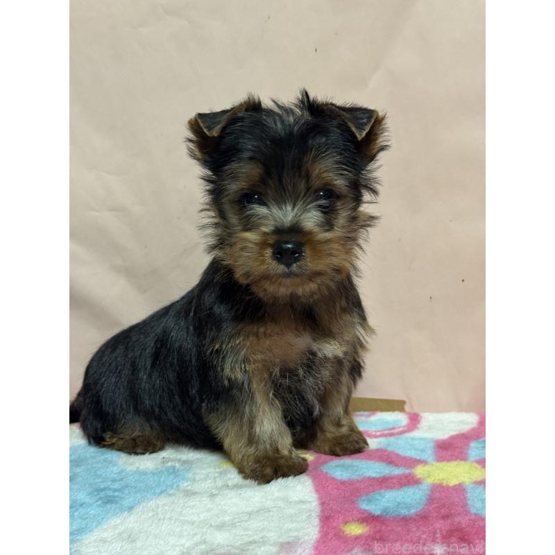 販売中の広島県のヨークシャーテリア-434118の3枚目