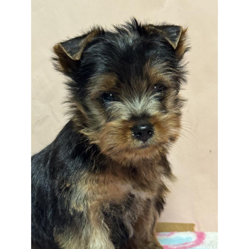 販売中の広島県のヨークシャーテリア-434118の2枚目