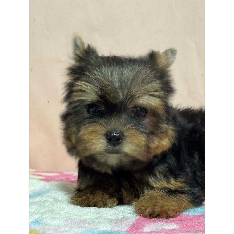 販売中の広島県のヨークシャーテリア-434119