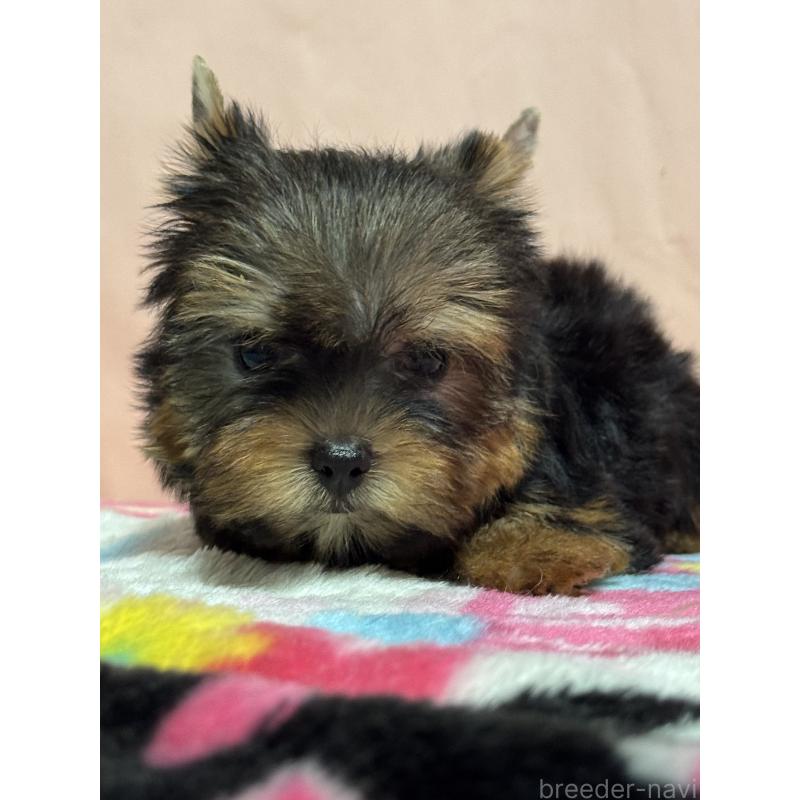 販売中の広島県のヨークシャーテリア-434119の5枚目