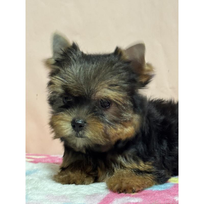 販売中の広島県のヨークシャーテリア-434119の4枚目