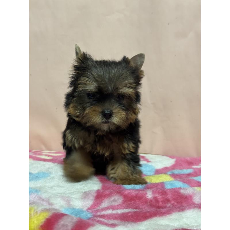 販売中の広島県のヨークシャーテリア-434119の2枚目