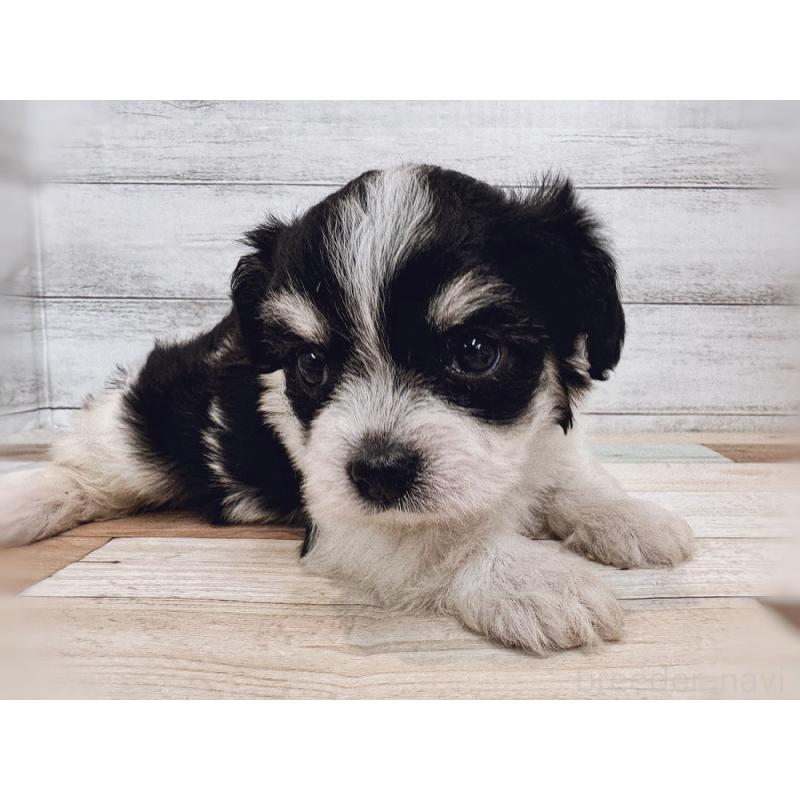 成約済の新潟県のミックス犬-429649の5枚目