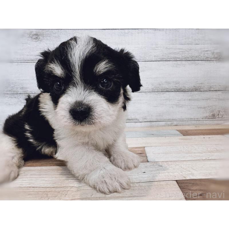 成約済の新潟県のミックス犬-429649の4枚目