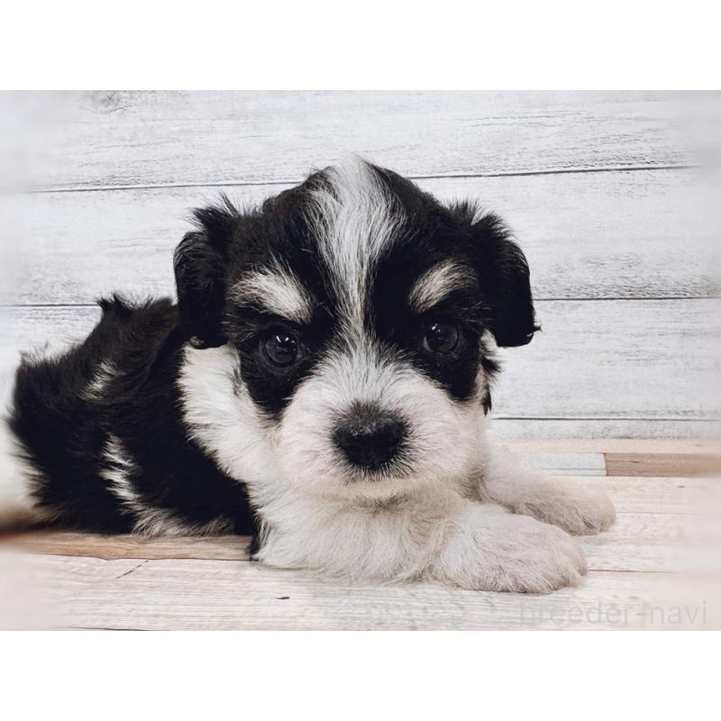 成約済の新潟県のミックス犬-429649の3枚目