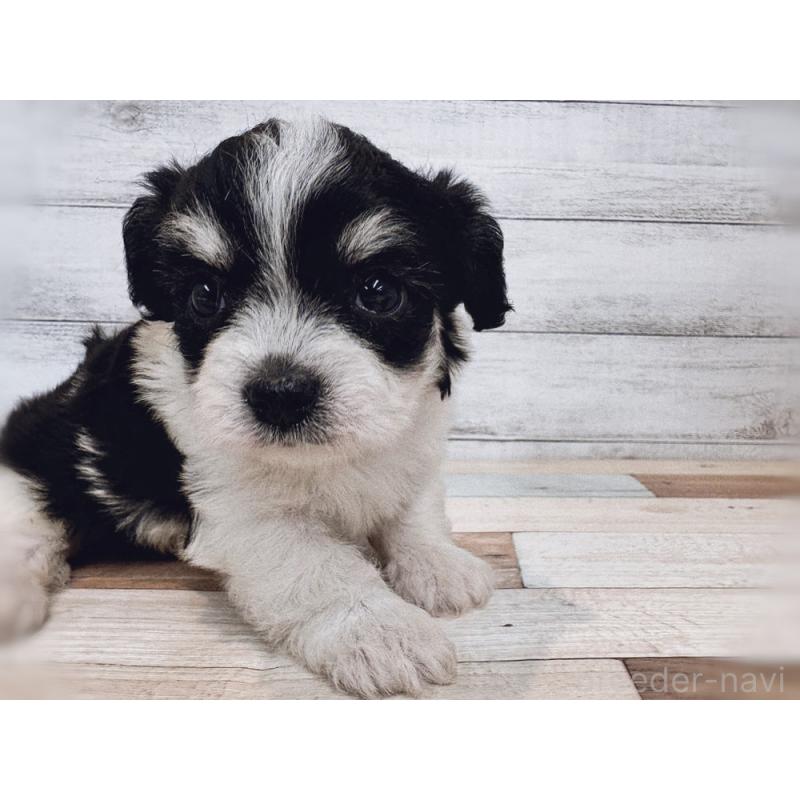 成約済の新潟県のミックス犬-429649の2枚目