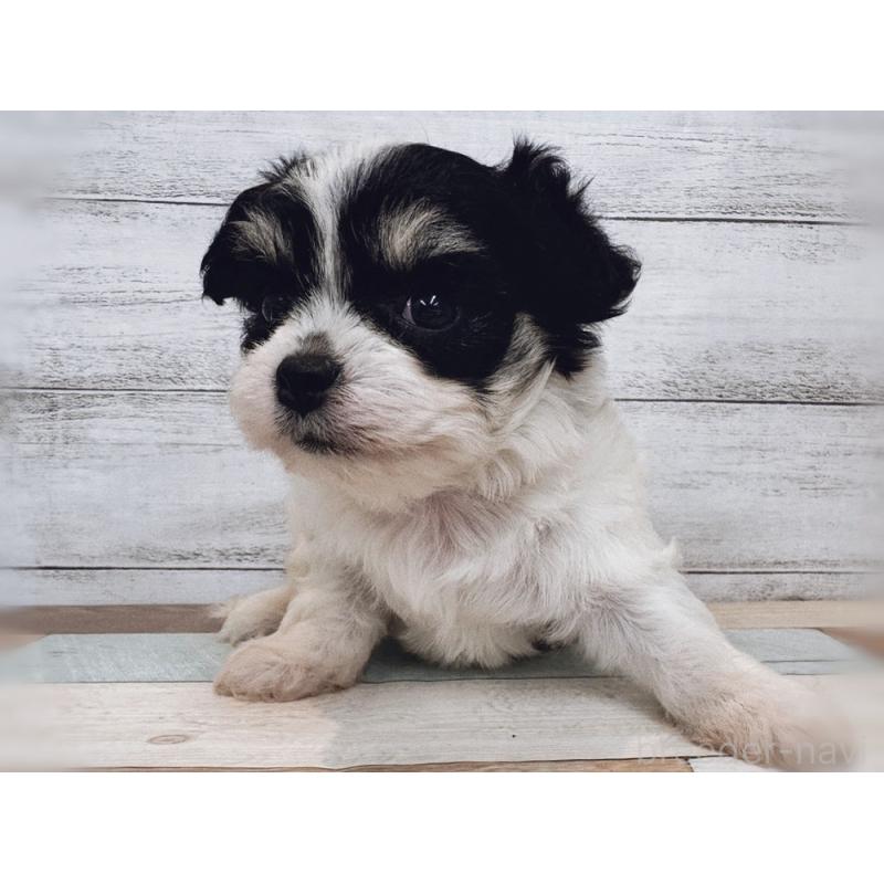 販売中の新潟県のミックス犬-434121の5枚目