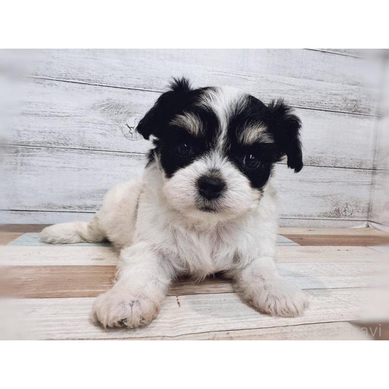 販売中の新潟県のミックス犬-434121の4枚目