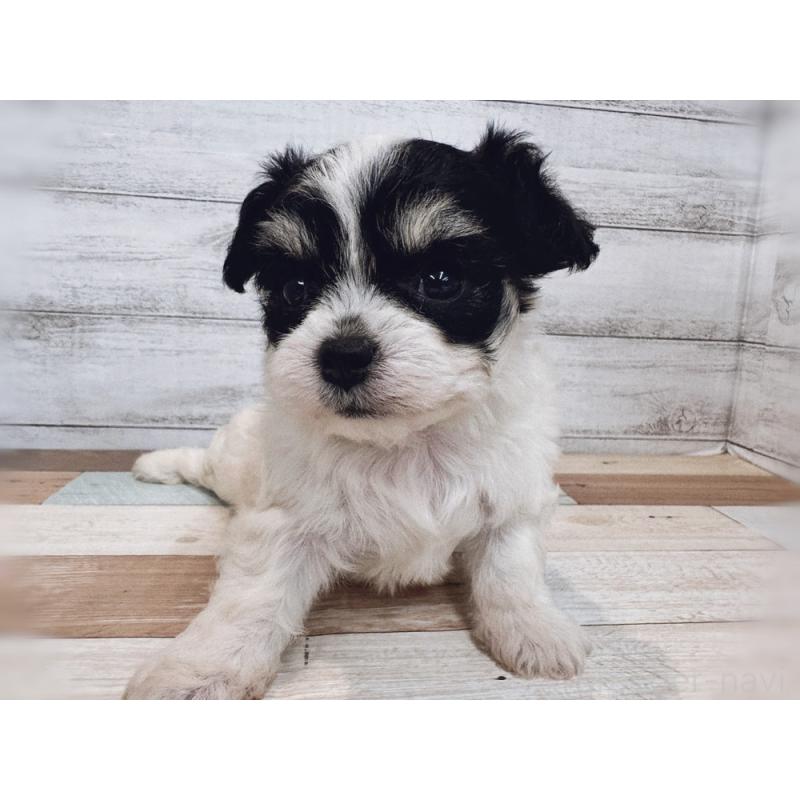 販売中の新潟県のミックス犬-434121の3枚目