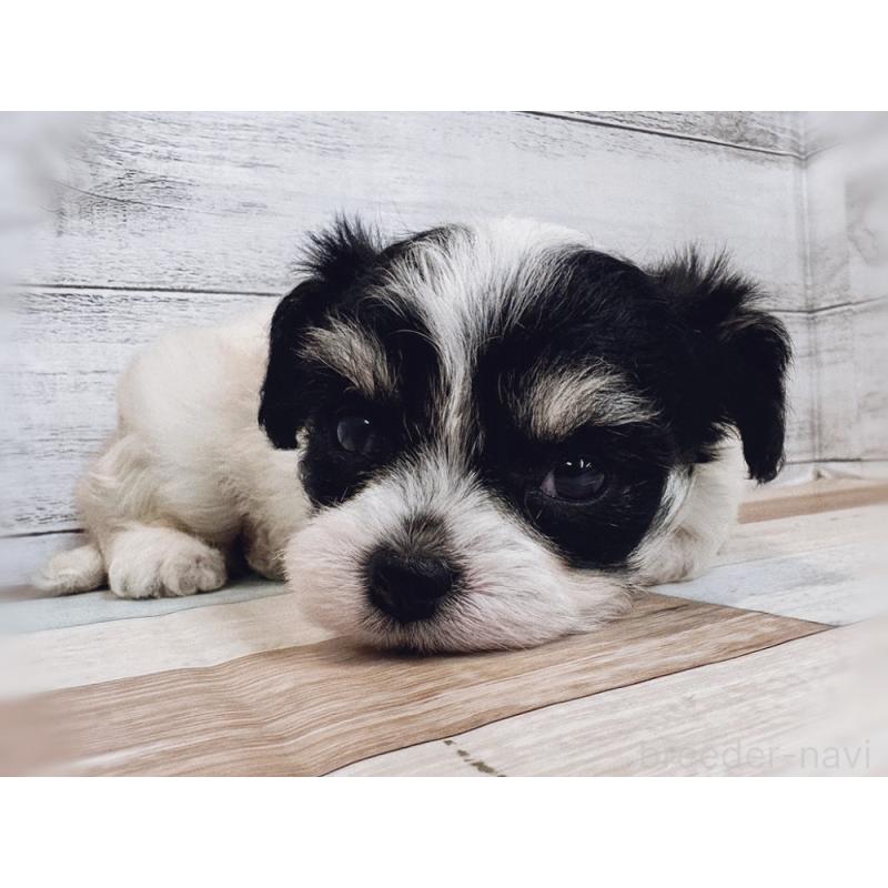 販売中の新潟県のミックス犬-434121の2枚目