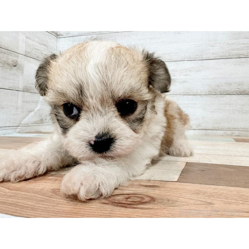 販売中の新潟県のミックス犬-434122の5枚目