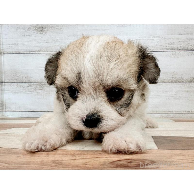 販売中の新潟県のミックス犬-434122の3枚目