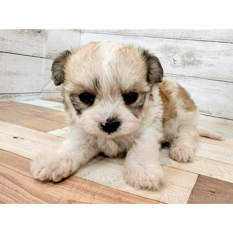 販売中の新潟県のミックス犬-434122の2枚目