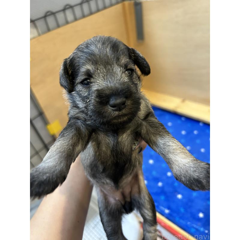 販売中の岡山県のミニチュアシュナウザー-434124の5枚目