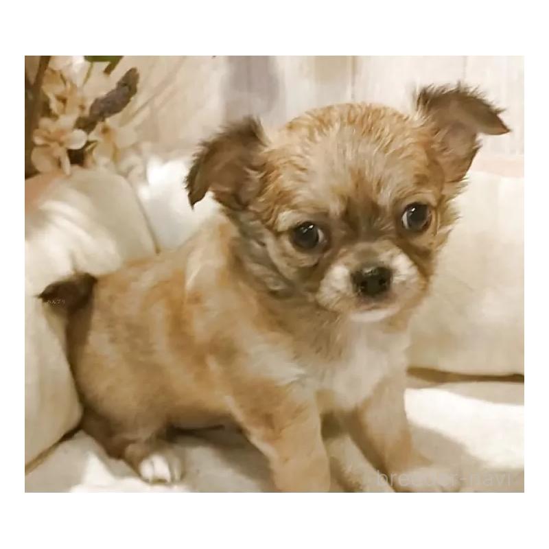 販売中の愛知県のチワワ(ロングコート)-434125の3枚目