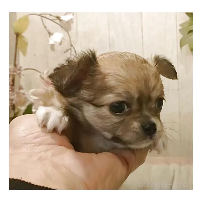 販売中の愛知県のチワワ(ロングコート)-434125の2枚目