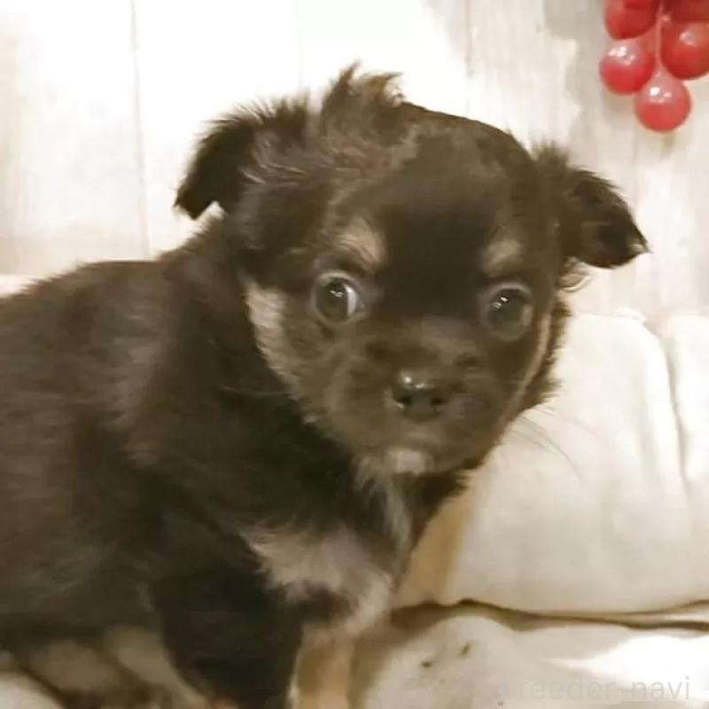 販売中の愛知県のチワワ(ロングコート)-434126の6枚目