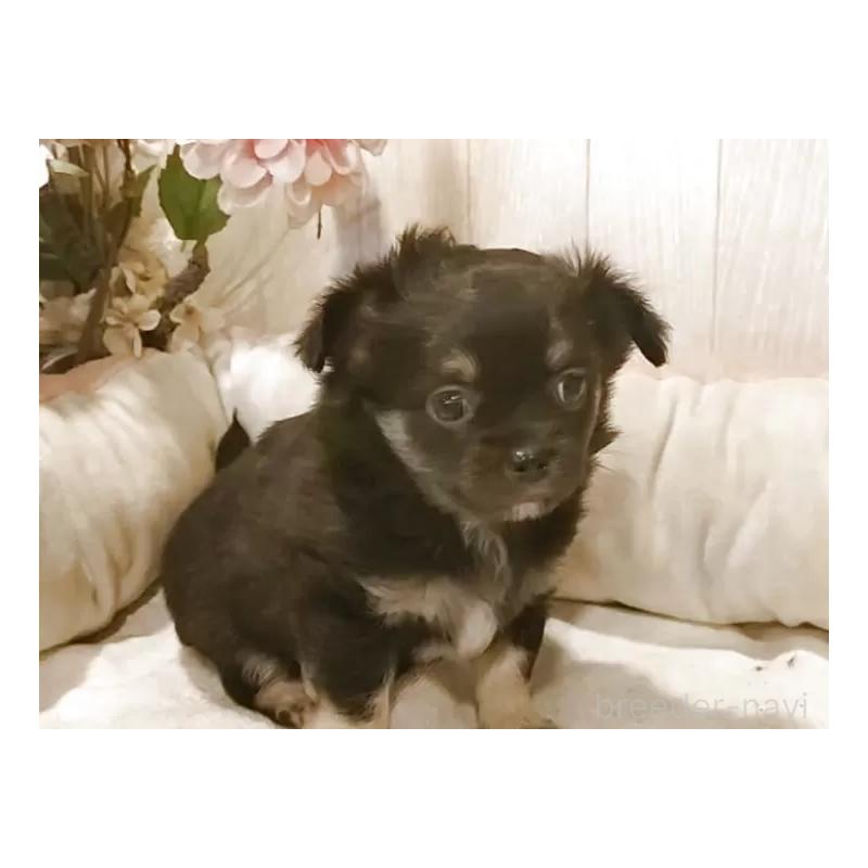 販売中の愛知県のチワワ(ロングコート)-434126の5枚目