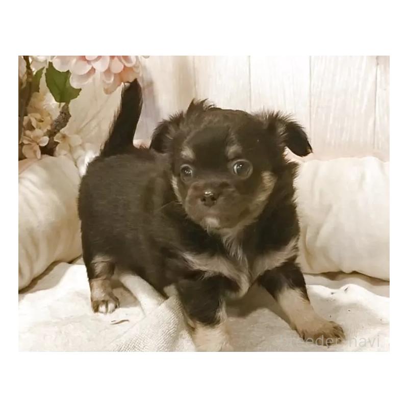 販売中の愛知県のチワワ(ロングコート)-434126の4枚目