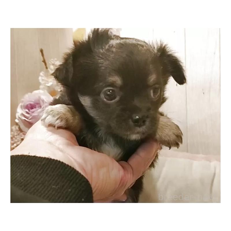 販売中の愛知県のチワワ(ロングコート)-434126の3枚目