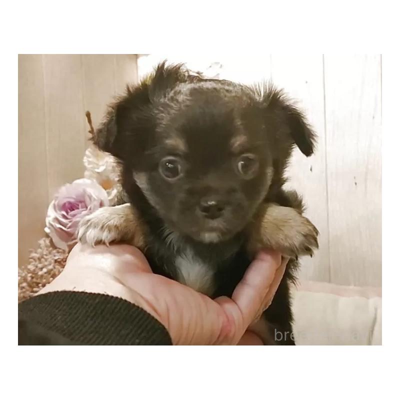 販売中の愛知県のチワワ(ロングコート)-434126の2枚目