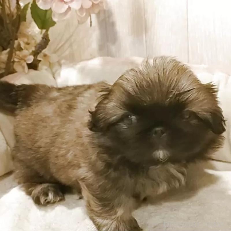 販売中の愛知県のペキニーズ-434127