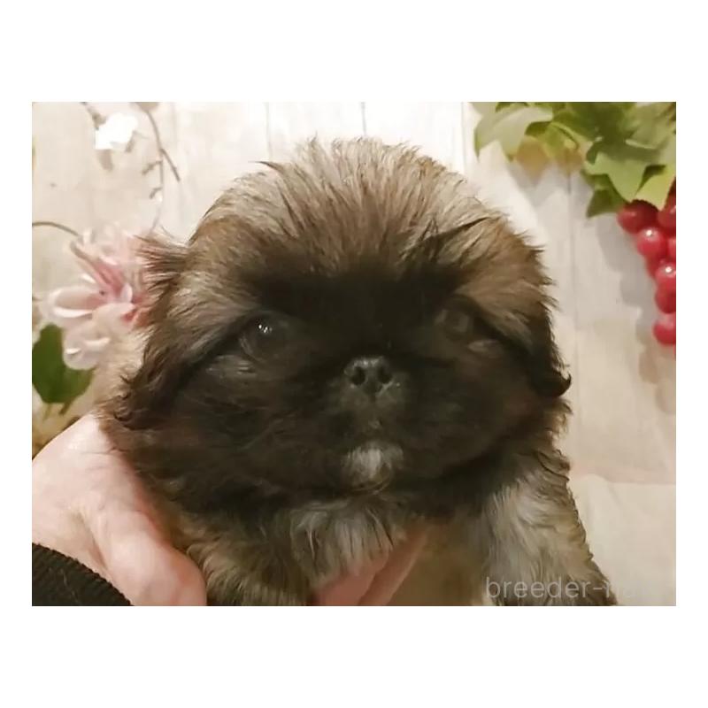 販売中の愛知県のペキニーズ-434127の4枚目