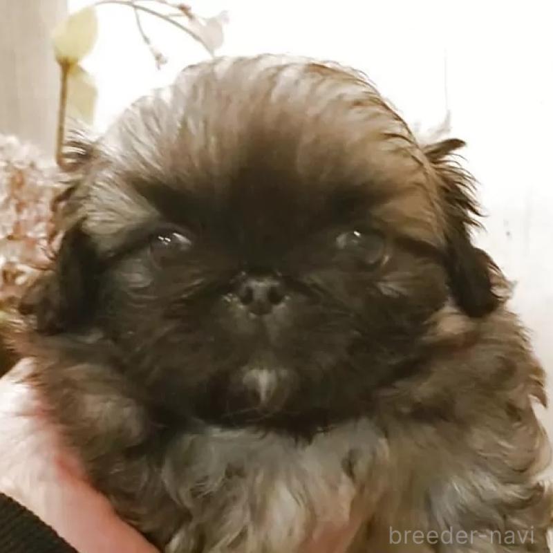 販売中の愛知県のペキニーズ-434128