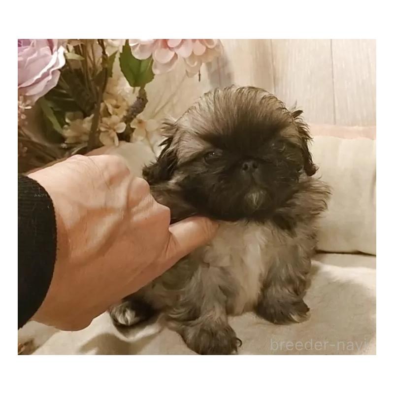 販売中の愛知県のペキニーズ-434128の6枚目