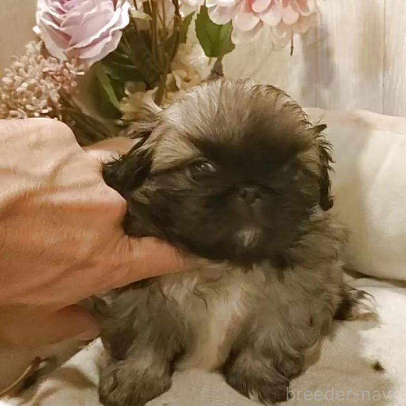 販売中の愛知県のペキニーズ-434128の5枚目