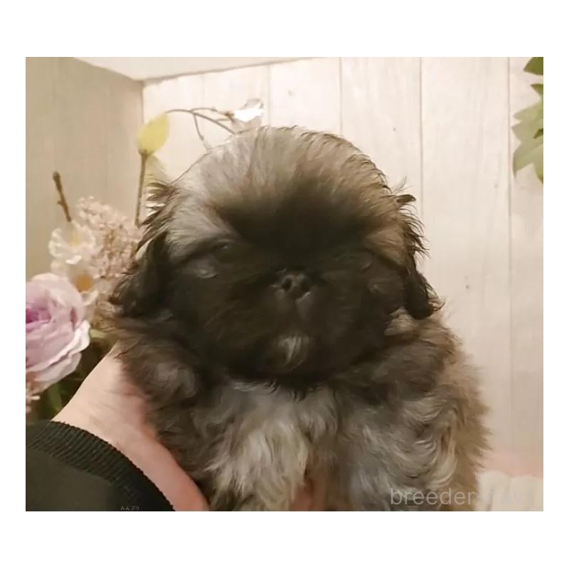 販売中の愛知県のペキニーズ-434128の4枚目