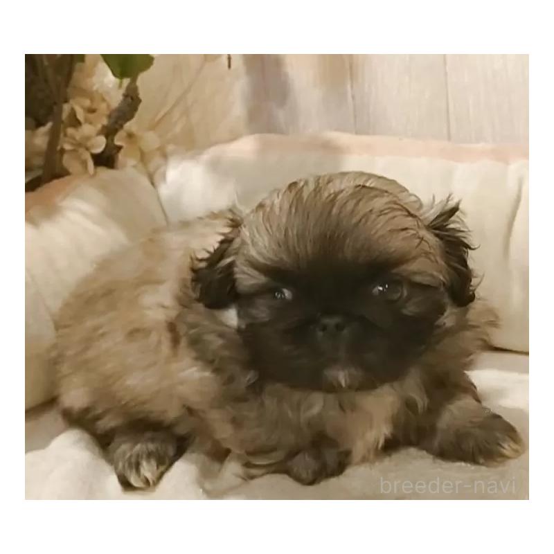 販売中の愛知県のペキニーズ-434128の3枚目