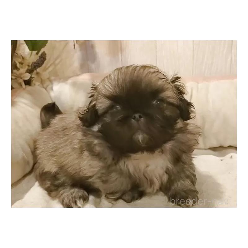 販売中の愛知県のペキニーズ-434128の2枚目