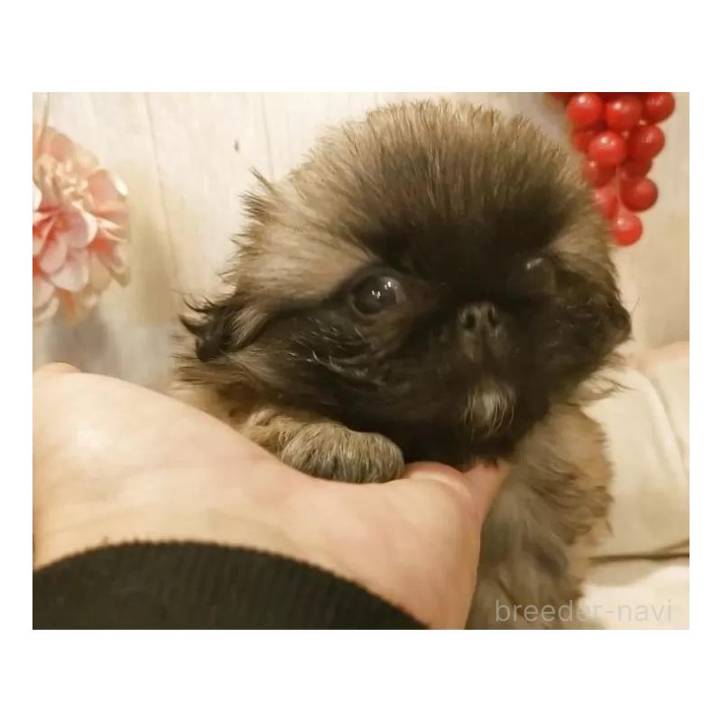 販売中の愛知県のペキニーズ-434129の5枚目