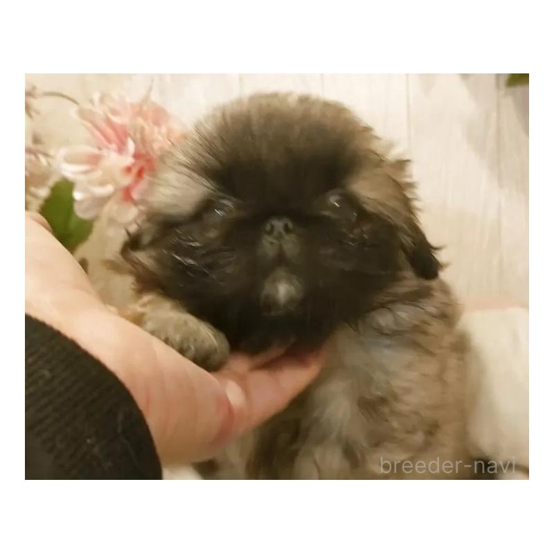 販売中の愛知県のペキニーズ-434129の4枚目