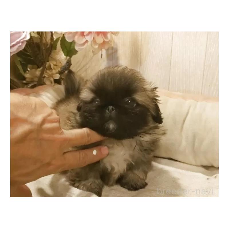 販売中の愛知県のペキニーズ-434129の3枚目