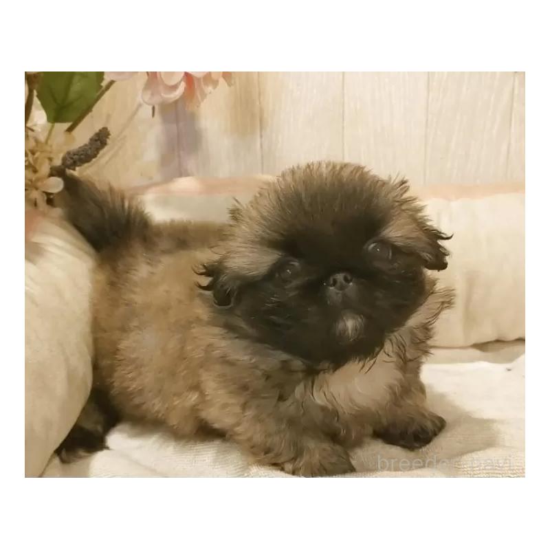 販売中の愛知県のペキニーズ-434129の2枚目