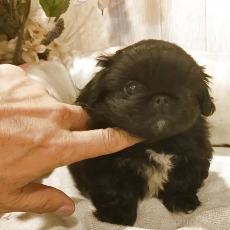 販売中の愛知県のペキニーズ-434130の1枚目