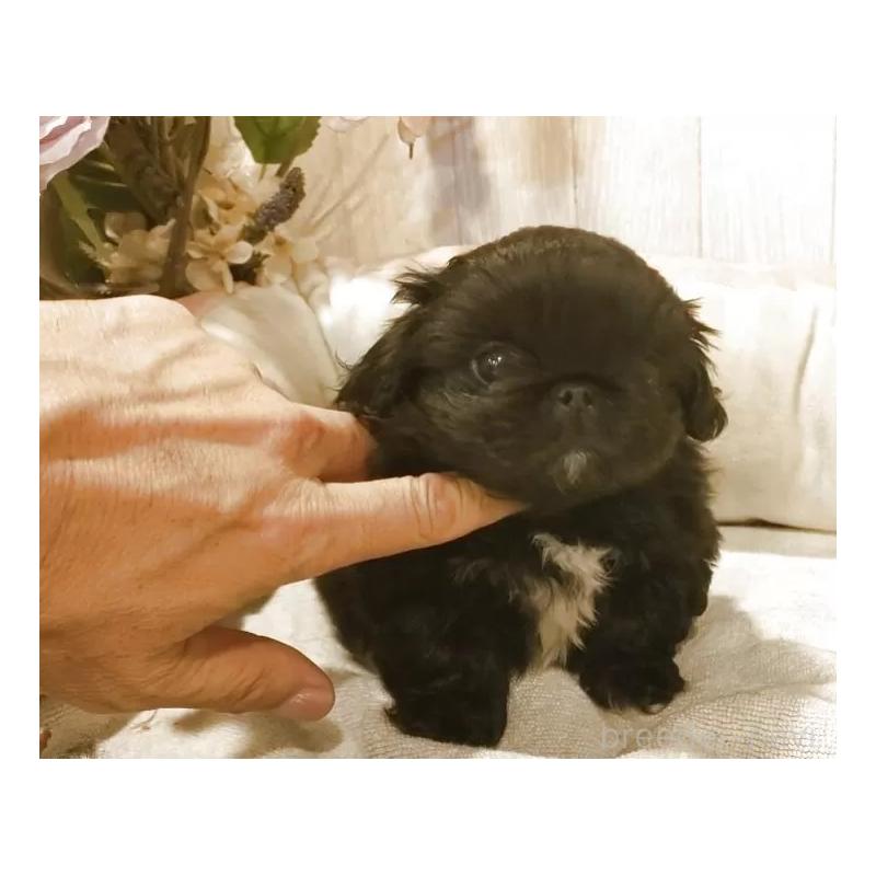 販売中の愛知県のペキニーズ-434130の7枚目