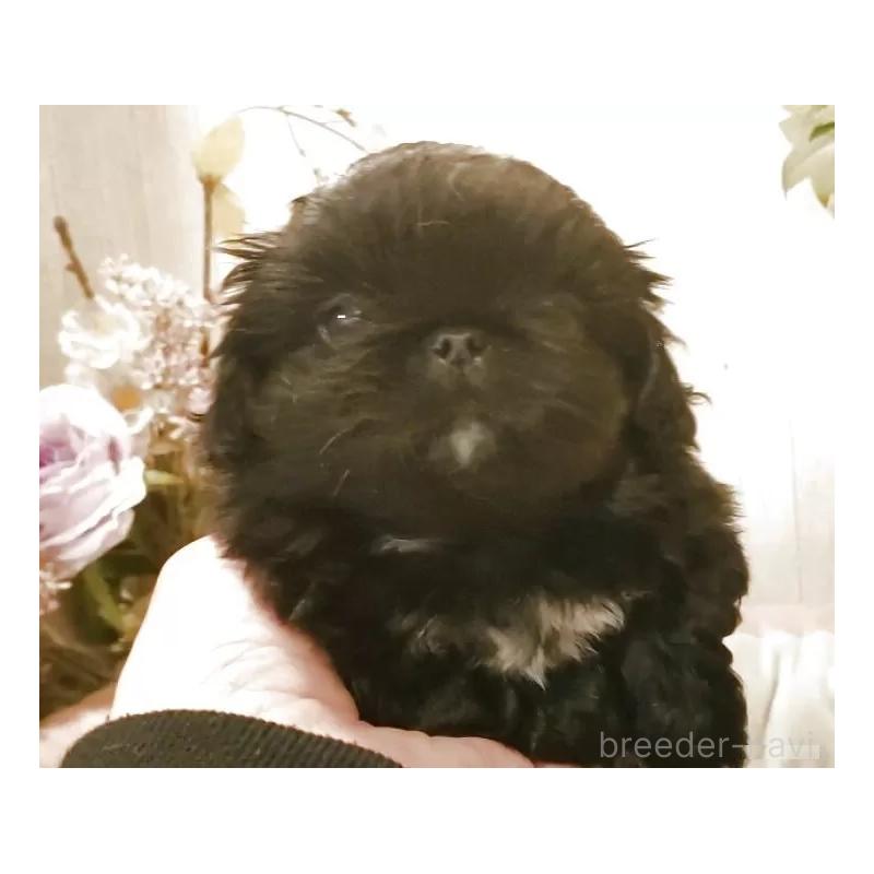 販売中の愛知県のペキニーズ-434130の6枚目