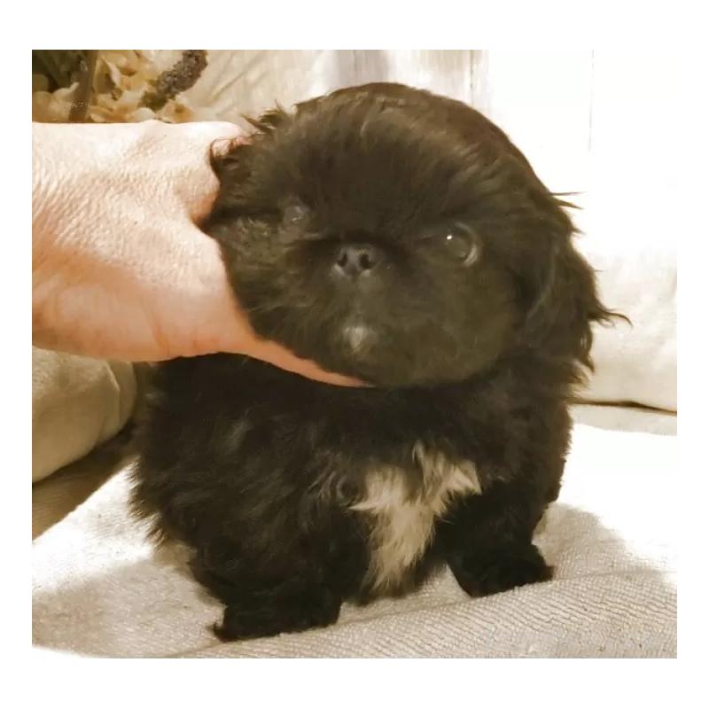 販売中の愛知県のペキニーズ-434130の5枚目