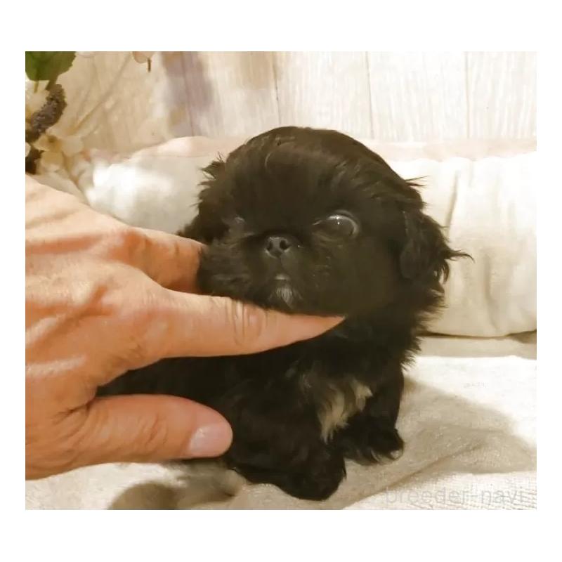 販売中の愛知県のペキニーズ-434130の4枚目