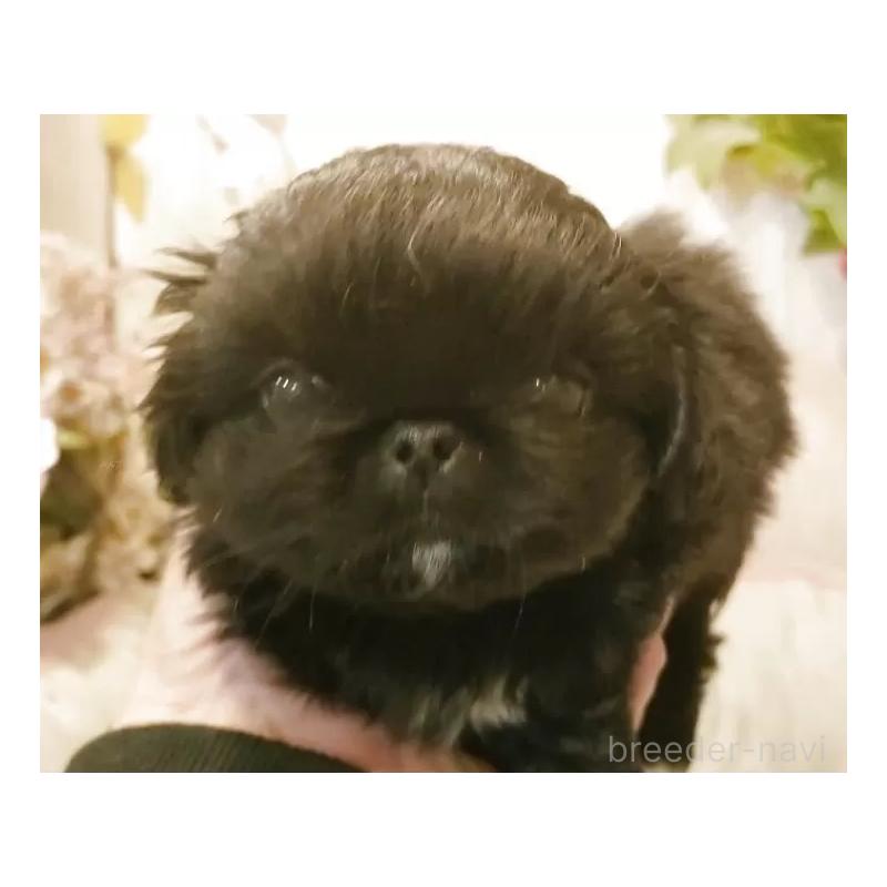 販売中の愛知県のペキニーズ-434130の3枚目