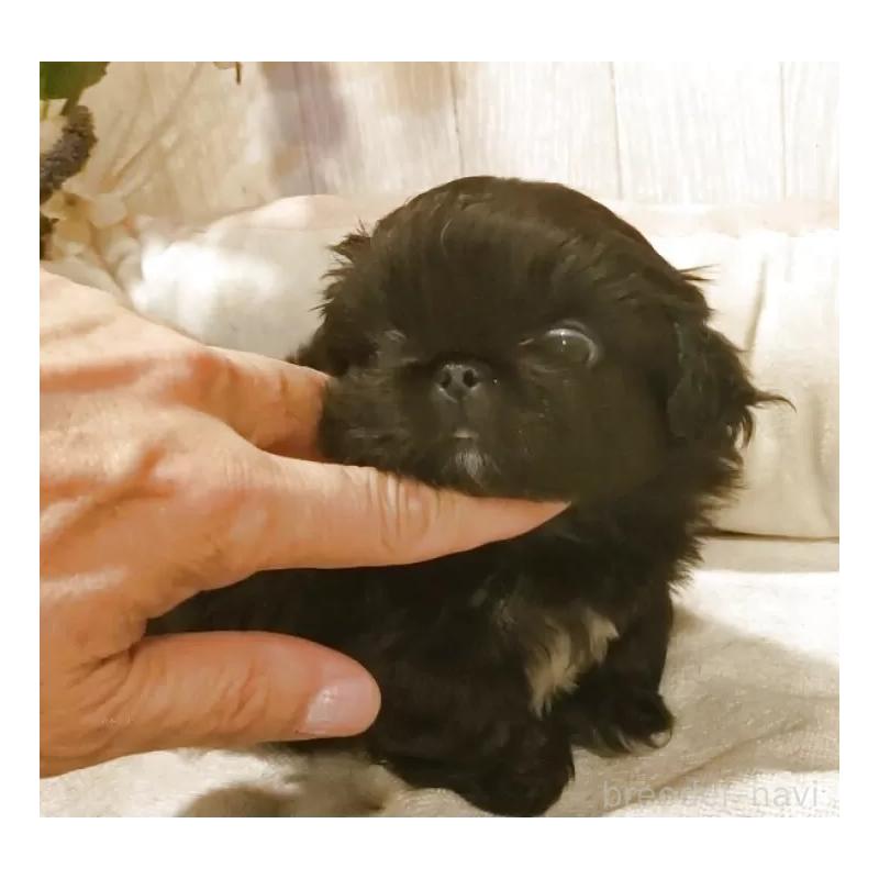 販売中の愛知県のペキニーズ-434130の2枚目