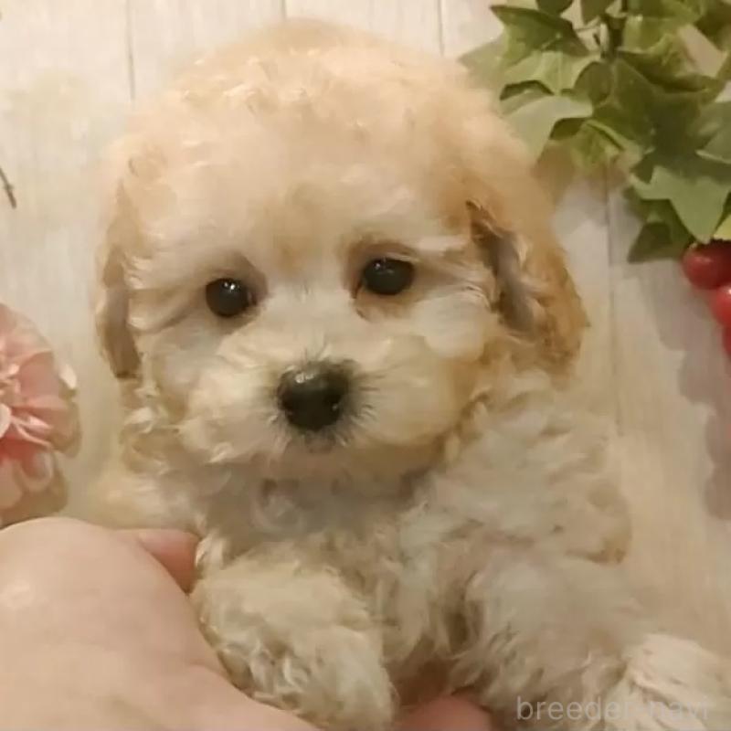 販売中の愛知県のティーカッププードル-429530